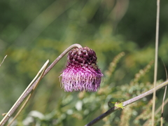 Cirsium hideo-takahashii