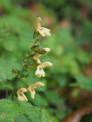 Salvia nipponica