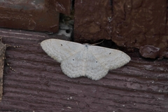 Scopula immutata
