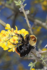 Bombus bellicosus