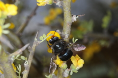Xylocopa splendidula