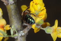 Augochloropsis tupacamaru