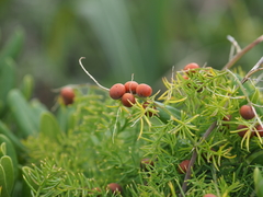 Asparagus schoberioides