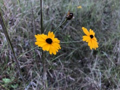 Coreopsis gladiata