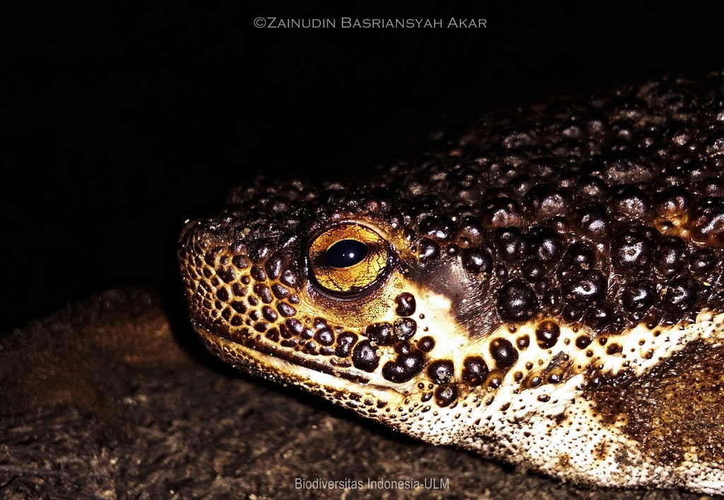 False Toad