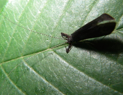 Mystacides sepulchralis