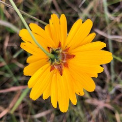 Coreopsis gladiata