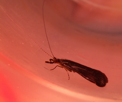 Mystacides sepulchralis