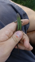 Podarcis siculus campestris
