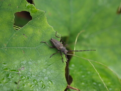 Mesechthistatus binodosus