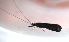 Mystacides sepulchralis