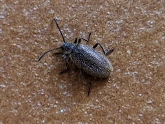 Lagria grenieri