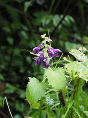 Salvia glabrescens
