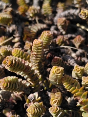 Veronica epacridea