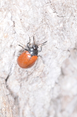 Plagiodera erythroptera