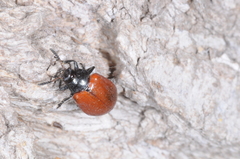 Plagiodera erythroptera
