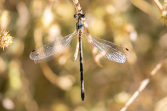 Lestes unguiculatus