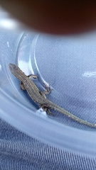 Podarcis siculus campestris