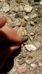 Podarcis siculus campestris