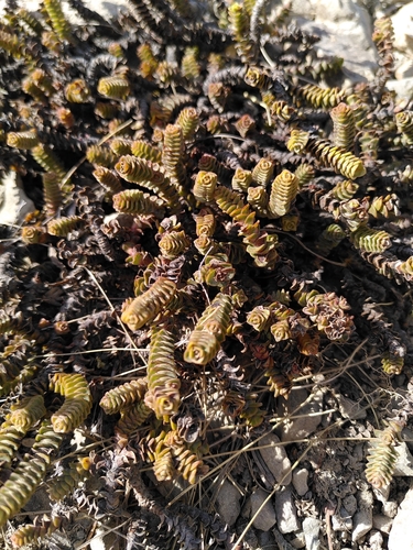 Veronica epacridea, photograph 1