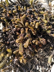 Veronica epacridea, photograph Loïc Chalmandrier, CC BY, iNaturalist via GBIF