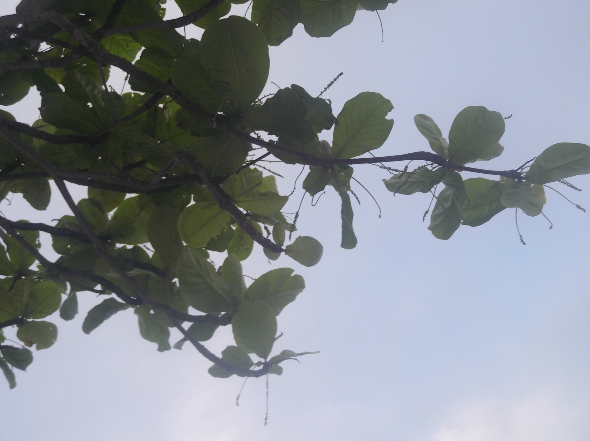Terminalia catappa