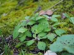Ajuga yesoensis