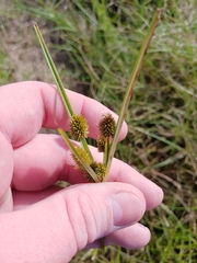 Cyperus echinatus