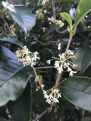 Osmanthus