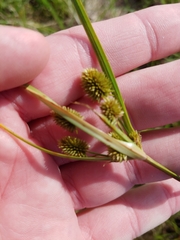 Cyperus echinatus