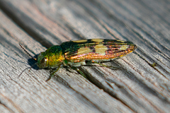 Buprestis langii