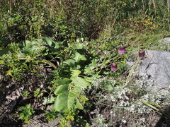 Cirsium hideo-takahashii