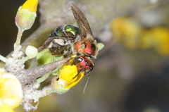 Augochloropsis tupacamaru