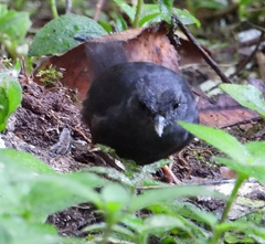 Scytalopus spillmanni