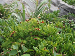 Asparagus schoberioides