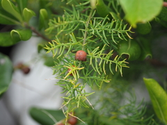 Asparagus schoberioides
