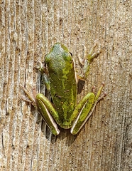 Hyla cinerea