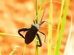 Acanthocephala