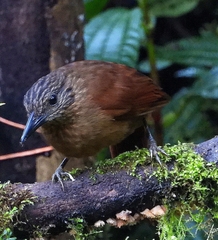 Thripadectes virgaticeps