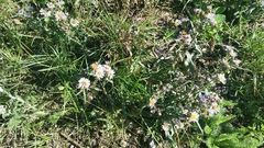 Erigeron compositus
