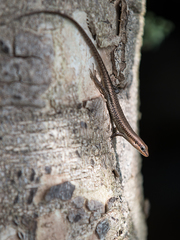 Trachylepis affinis