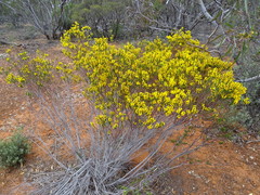 Acacia lineata