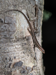 Trachylepis affinis