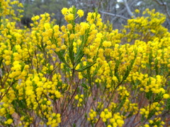 Acacia lineata