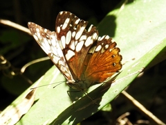 Hamadryas fornax