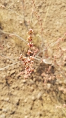 Eriogonum polycladon