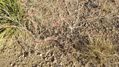 Eriogonum polycladon
