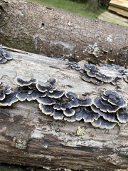 Trametes versicolor