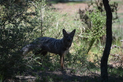 Lycalopex