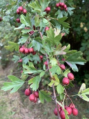 Crataegus